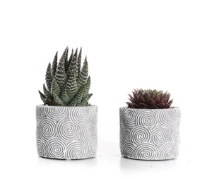 MINI SUCCULENT IN GREY PATTERNED CERAMIC (PACK OF 2)