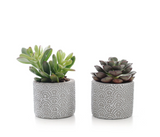 MINI SUCCULENT IN GREY PATTERNED CERAMIC (PACK OF 2)