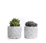 MINI SUCCULENT IN WHITE PATTERNED CERAMIC (PACK OF 2)