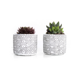 MINI SUCCULENT IN WHITE PATTERNED CERAMIC (PACK OF 2)