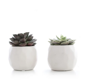 MINI SUCCULENT IN GEOMETRIC POT (PACK OF 2)