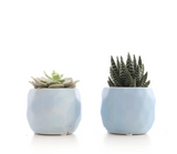 MINI SUCCULENT IN GEOMETRIC POT (PACK OF 2)