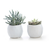 MINI SUCCULENT IN GEOMETRIC POT (PACK OF 2)