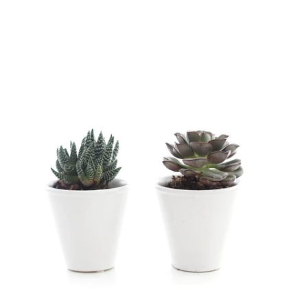 MINI SUCCULENT IN MODERN CERAMIC (PACK OF 2)