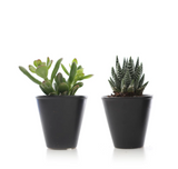 MINI SUCCULENT IN MODERN CERAMIC (PACK OF 2)