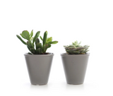 MINI SUCCULENT IN MODERN CERAMIC (PACK OF 2)