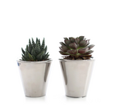 MINI SUCCULENT IN MODERN CERAMIC (PACK OF 2)