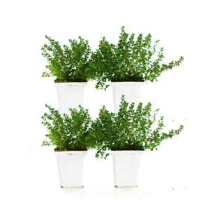 THYME (PACK OF 4)