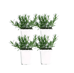 ROSEMARY (PACK OF 4)