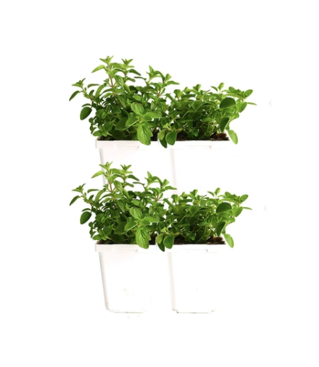 OREGANO (PACK OF 4)