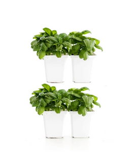 BASIL (PACK OF 4)